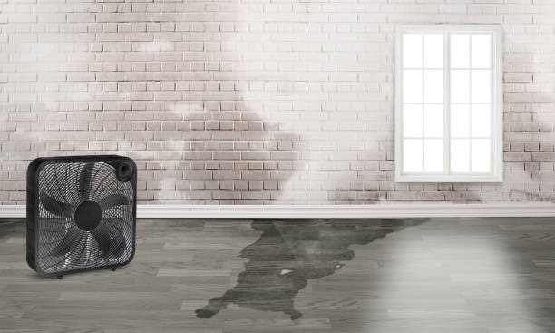 Best Basement water damage restoration  in Wilmington, OH